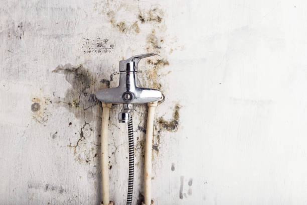 Best Water Damage Restoration  in Harwood Heights, IL