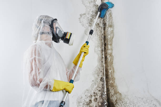 Best Residential Mold Removal  in Harwood Heights, IL