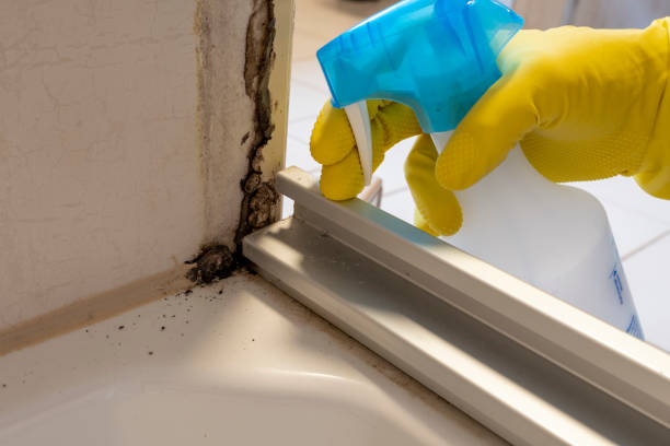 Certified Mold Removal in Harwood Heights, IL
