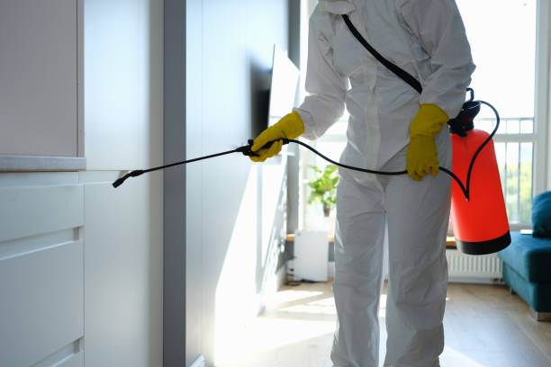 Professional Mold Removal in Harwood Heights, IL