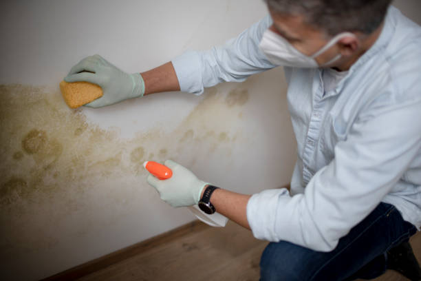 Best Attic Mold Removal  in Harwood Heights, IL