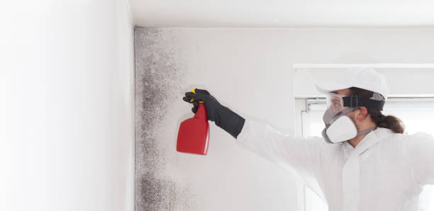 Best Mold Remediation Experts  in Harwood Heights, IL