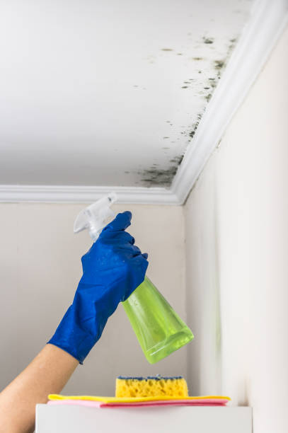 Best Mold Testing  in Harwood Heights, IL